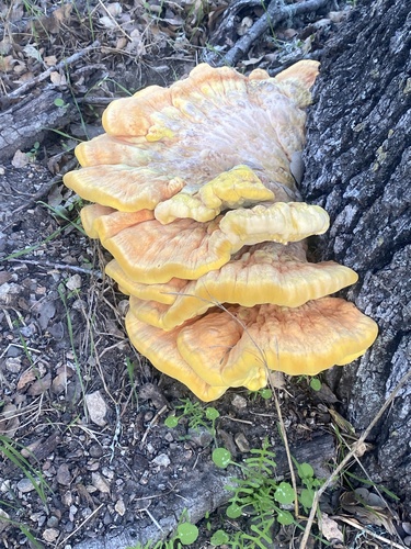 iNaturalist observation photo of Western Hardwood Sulphur Shelf