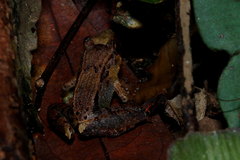 Limnonectes palavanensis