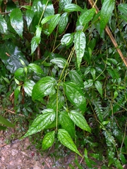 Cyclocodon lancifolius