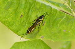 Pseudomops neglectus