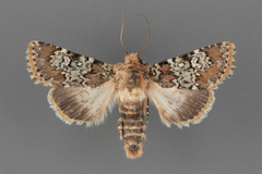 Hemibryomima chryselectra