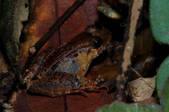 Limnonectes palavanensis