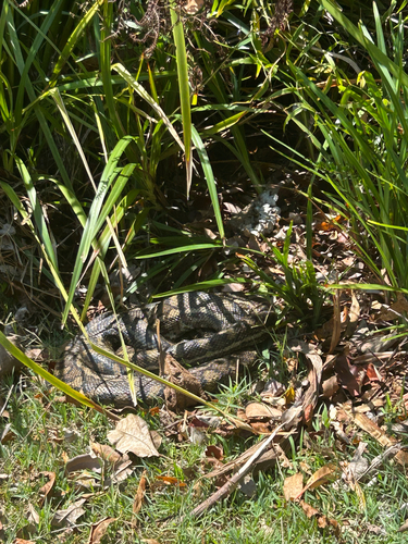 Coastal Carpet Python sighting