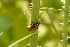 Pseudomops neglectus