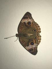 Junonia neildi