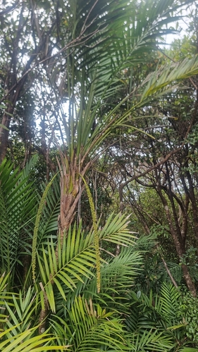Laccospadix australasicus