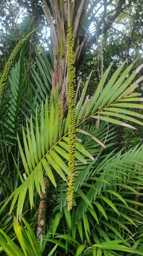 Laccospadix australasicus, photograph 2