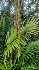 Laccospadix australasicus, photograph (c) Evert Materman, some rights reserved (CC BY-SA)