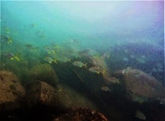Caranx caninus