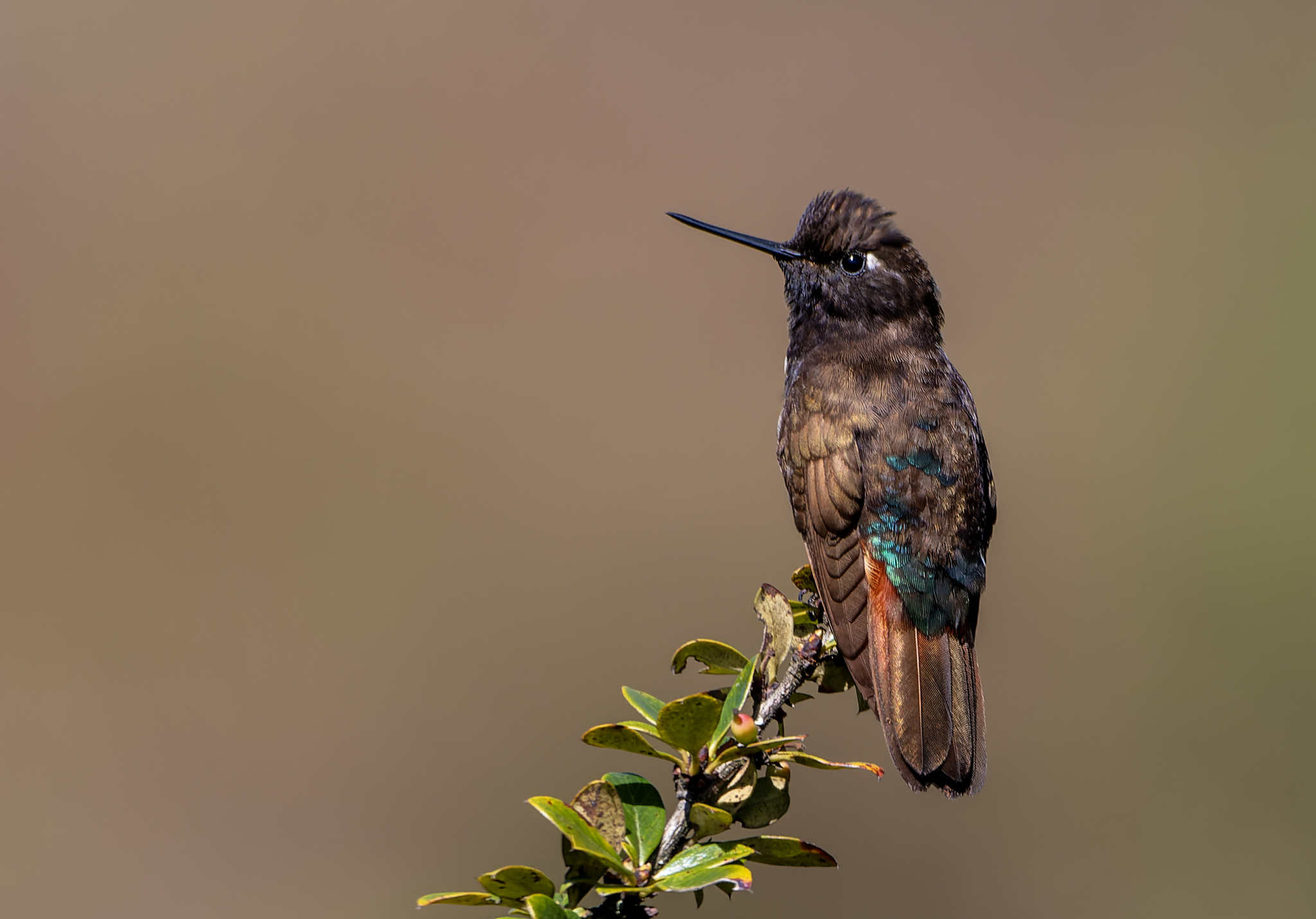Black-hooded Sunbeam (Aglaeactis pamela), photo 1