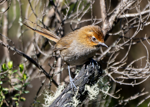 Black-throated Thistletail (Asthenes harterti), photo 7
