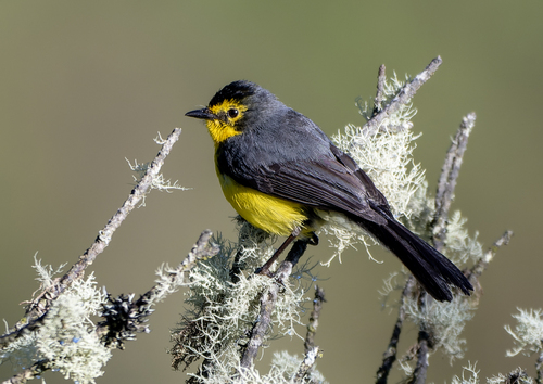 Spectacled Whitestart (Myioborus melanocephalus), photo 7