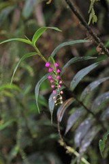 Sertifera purpurea