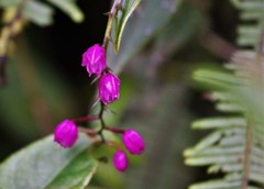 Sertifera purpurea