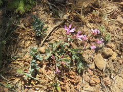 Pelargonium pillansii