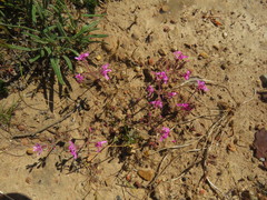 Pelargonium reflexipetalum