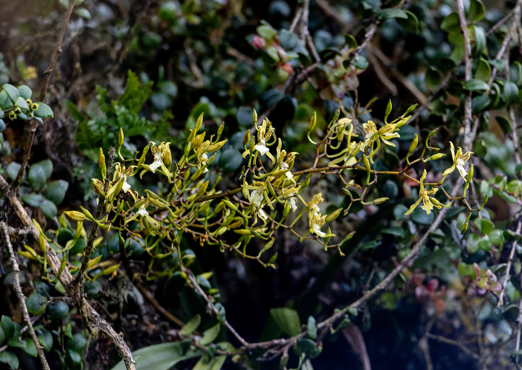 Cyrtochilum ringens