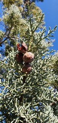 Cupressus guadalupensis