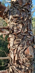 Cupressus guadalupensis