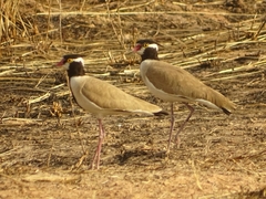 Vanellus tectus