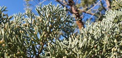 Cupressus guadalupensis