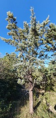 Cupressus guadalupensis