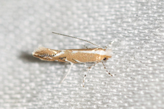 Cameraria quercivorella