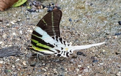 Graphium androcles