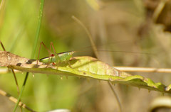 Conocephalus longipes