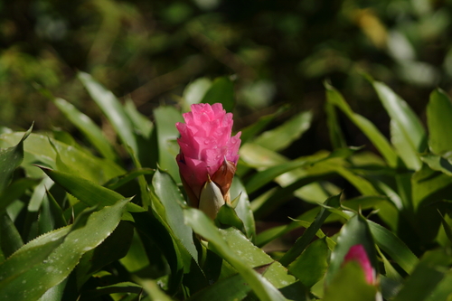 Quesnelia testudo