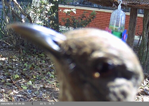 Pale-breasted Thrush (Turdus leucomelas), photo 10