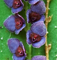 Stelis argentata