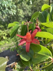 Passiflora murucuja