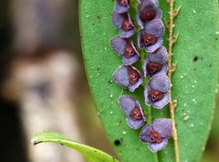 Stelis argentata