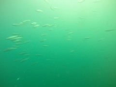 Oligoplites refulgens