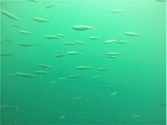 Oligoplites refulgens
