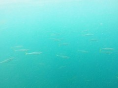 Oligoplites refulgens