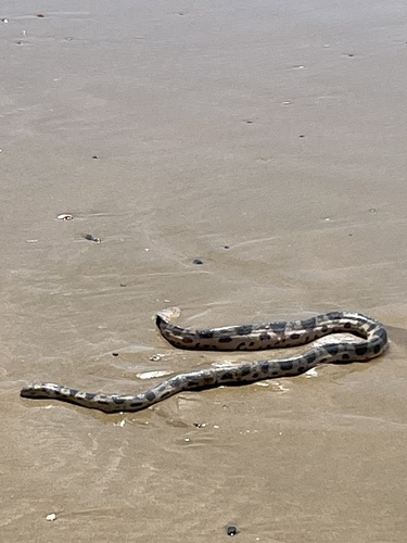 Olive-headed Sea Snake sighting