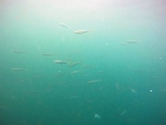 Oligoplites refulgens