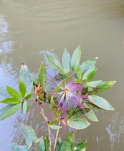 Calliandra trinervia observed 2025-11-01