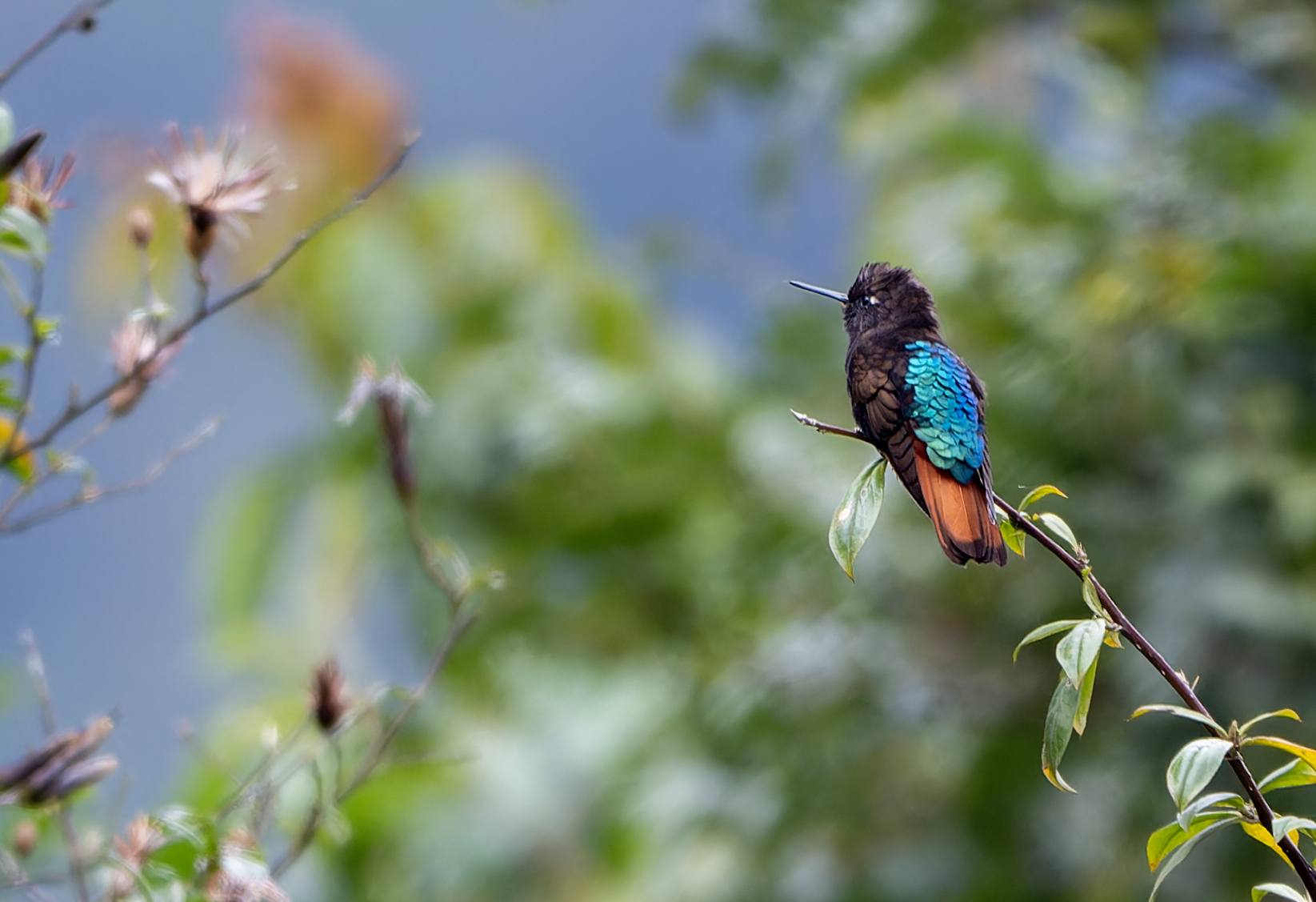 Black-hooded Sunbeam (Aglaeactis pamela), photo 2