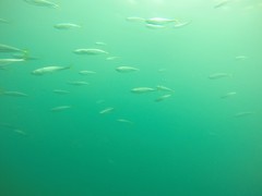 Oligoplites refulgens