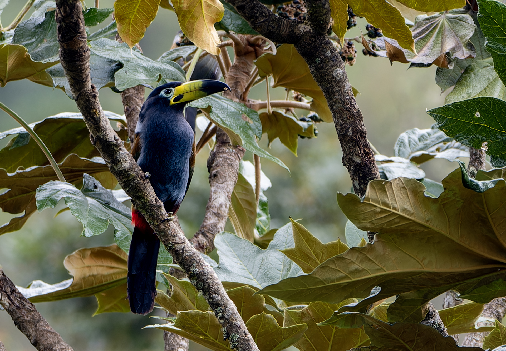 Hooded Mountain Toucan (Andigena cucullata), photo 2
