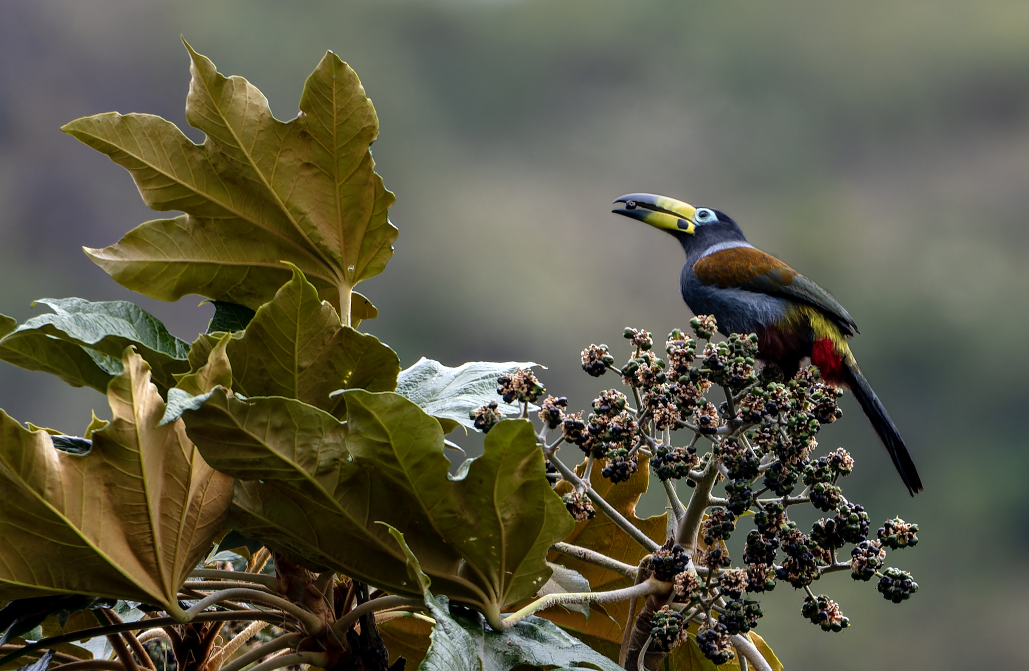 Hooded Mountain Toucan (Andigena cucullata), photo 1