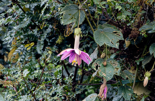 Passiflora mandonii, photograph 2
