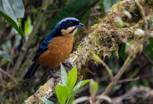 Chestnut-bellied Mountain Tanager (Dubusia castaneoventris), photo 5