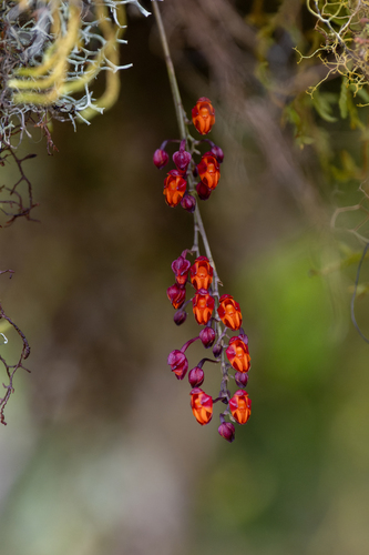 Scarlet-veined Cyrtochilum (Cyrtochilum rhodoneurum)