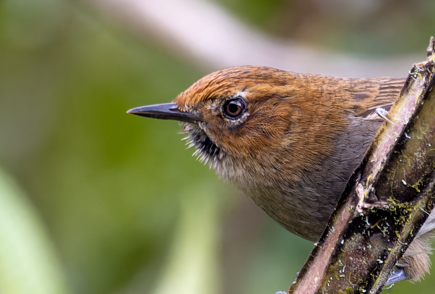 Black-throated Thistletail illustration