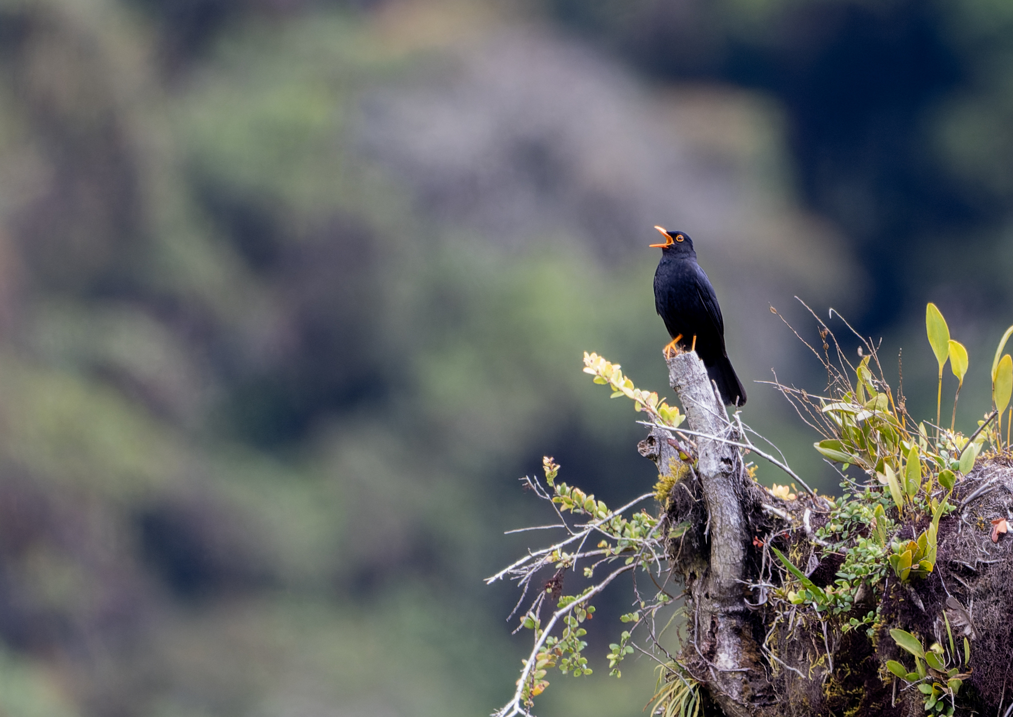 Glossy-black Thrush (Turdus serranus), photo 1