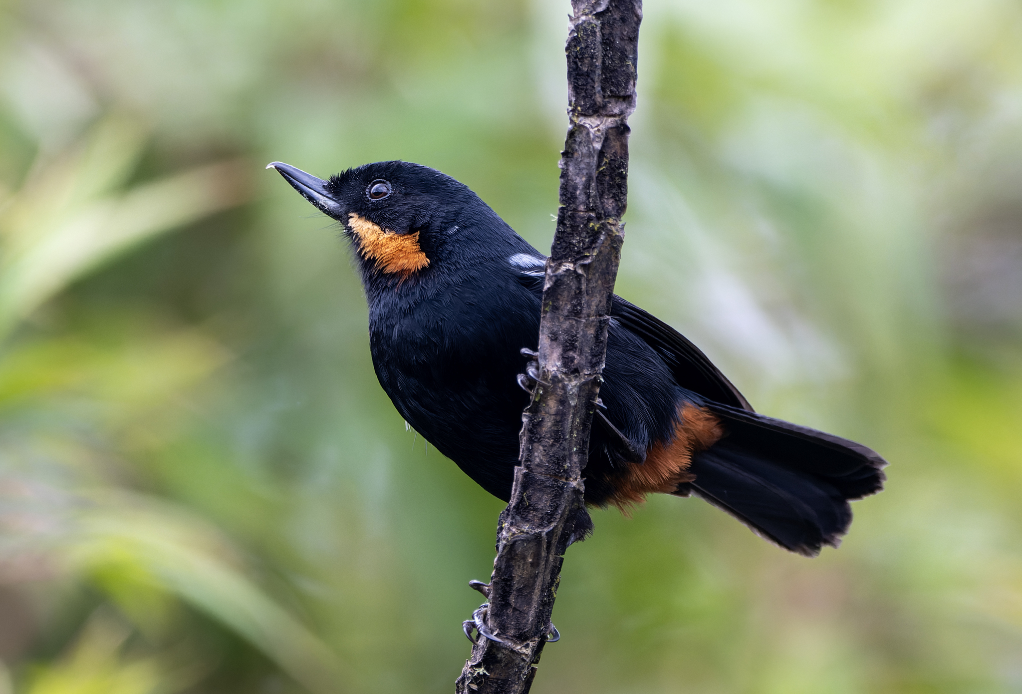 Moustached Flowerpiercer (Diglossa mystacalis), photo 4
